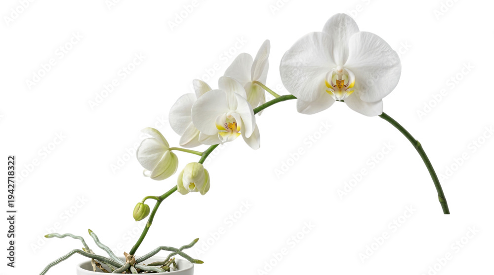 Fototapeta premium A white orchid plant with flowers and roots isolated on transparent background