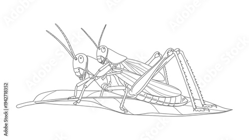 Grasshopper's bond: A detailed monochrome illustration of two grasshoppers, engaged in an intimate interaction on a leaf.