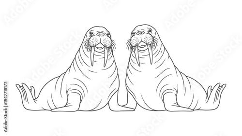 Dual Walruses: Two imposing walruses are illustrated side by side, creating a symmetrical spectacle, their tusks prominently displayed.