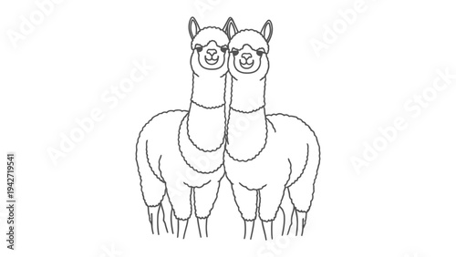 Twins Alpaca: Two adorable alpaca stand side by side, their soft features creating an image of gentle warmth and playful charm, symbolizing companionship.
