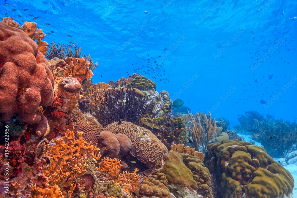 Fototapeta premium Caribbean coral garden