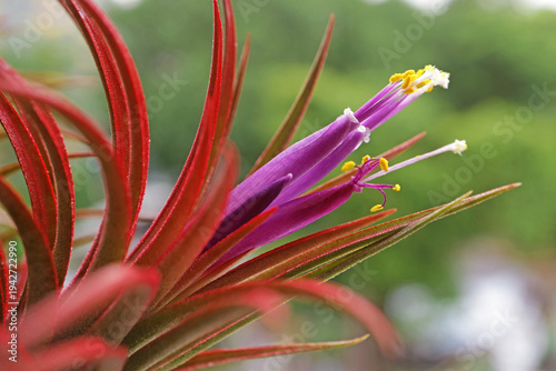 Closeup of Air Plant (Tillandsia) with amazing purple flower