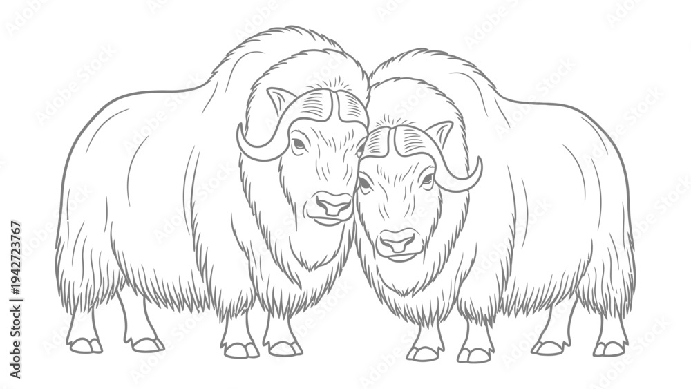 Obraz premium Muskoxen Pair: An illustrative representation of two muskoxen side by side, showcasing the majestic animals and their striking features, perfect for educational content or design projects.