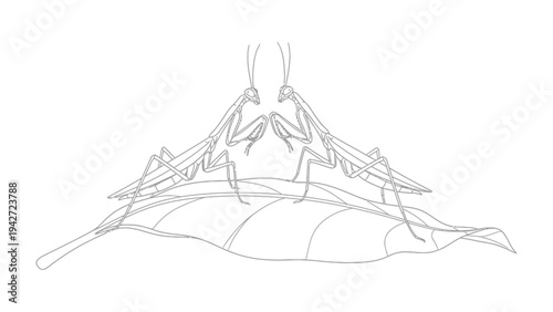 Praying Mantis Embrace: Two delicate praying mantises delicately meet on a single leaf, in a symbolic embrace drawn with fine lines and subtle detail.