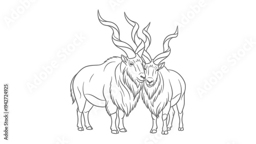 Markhor Bonding: Two magnificent markhor, their spiraling horns intertwined, share a moment of connection against a stark, minimalist backdrop, embodying strength, grace, and unity.