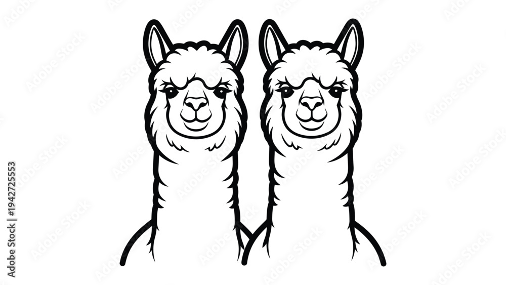 Naklejka premium Alpaca Duo: A charming duo of alpacas stand side-by-side, their distinctive features and soft expressions. A picture of serenity, harmony and peace.