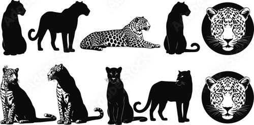 Vector collection of leopard and jaguar silhouettes featuring spotted patterns and predatory poses isolated on white background for wildlife and safari design