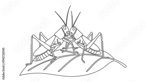 Grasshoppers on Leaf: Detailed illustration showcasing two grasshoppers engaged in a dynamic interaction, perched on a delicate leaf, a testament to the intricate beauty of the insect world.