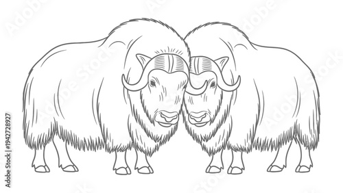 Arctic Musk Ox Duo: A majestic illustration showcasing two arctic musk oxen, their robust forms and iconic curved horns set against a minimalist backdrop.