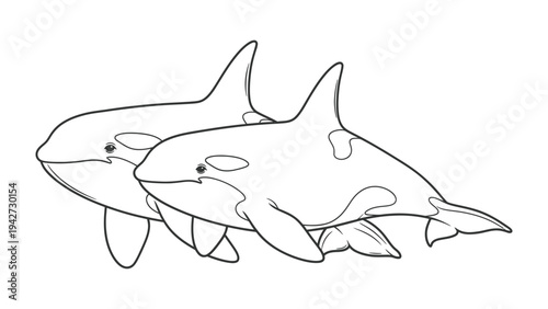 Orcas in Harmony: Two majestic orcas glide through the water, their sleek bodies and striking patterns creating a symphony of nature. The image captures the bond between these beautiful creatures.