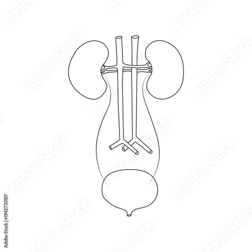 Human urinary system vector illustration.