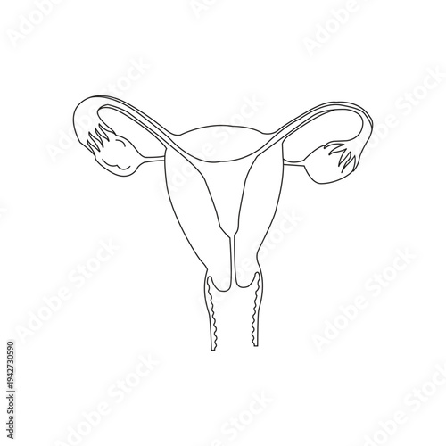 Illustration of the human female reproductive system.