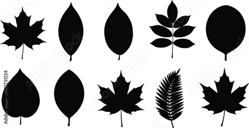 Vector collection of ten different tree leaf silhouettes including maple oak and fern isolated on white background for autumn and nature design