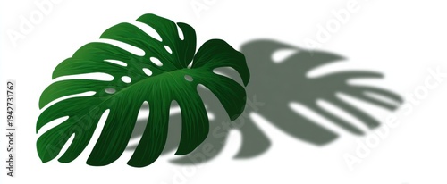 monstera leaf shadow dances like lace on a clear background of exotic foliage shadows