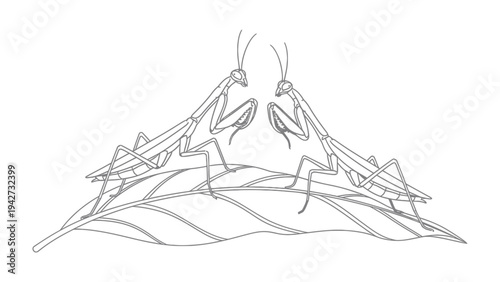 Two Praying Mantises on Leaf: A delicate line drawing depicts two praying mantises facing each other, perched on a stylized leaf, embodying an elegant and serene moment in nature's intricate design.