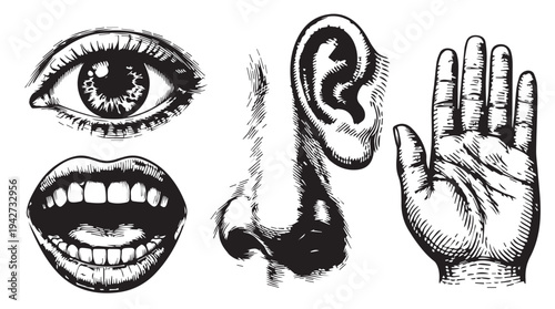 Vintage illustration of human senses: an eye, ear, nose, open mouth, and a hand, in black and white sketch style