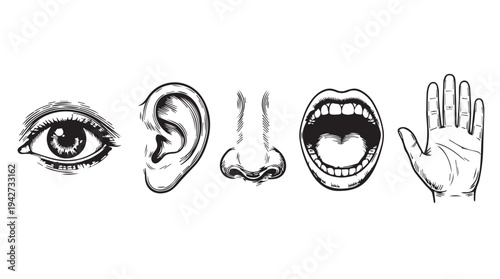 Collection of human sensory organs depicted in a vintage sketch style: eye, ear, nose, mouth, and hand
