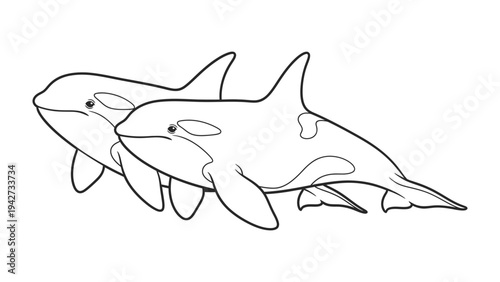 Killer Whale Couple: An elegant duo of killer whales, with their distinctive black and white markings, glide gracefully through the ocean. a symbol of marine majesty