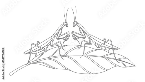 Praying Mantis in Nature's Embrace: A delicate depiction of two praying mantises, engaged in a serene moment on a meticulously drawn leaf.