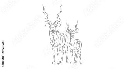 Kudu Antelope Line Art: A striking line drawing of a majestic male Kudu with impressive spiraling horns stands alongside a smaller female, showcasing their elegant form in a minimalist style.