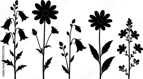 Black silhouette of wildflower collection with bellflowers and daisies isolated on white background, floral botanical elements set, flat vector illustration
