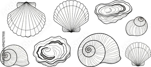Assortment of various mollusk shells, including scallops and snails
