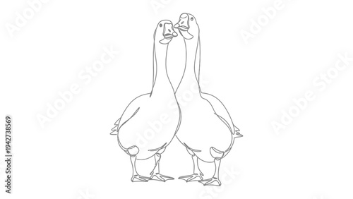 Geese Embrace: Two geese standing close together in an intimate moment, their necks entwined in a display of affection. Capturing the essence of connection and tenderness.