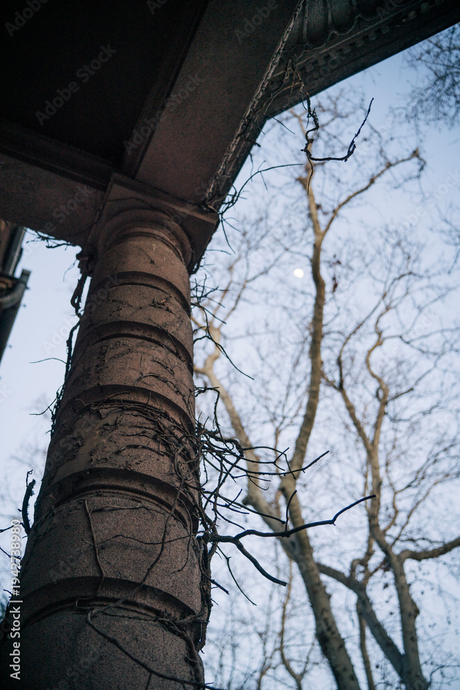 Obraz premium View through a historic stone column of an old building on bare winter tree branches and the moon.