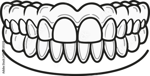 Anatomical illustration of human teeth, upper and lower jaw, grayscale line art
