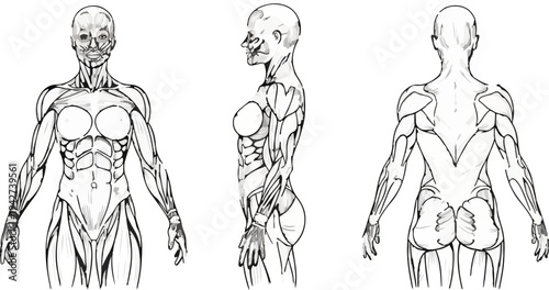 Anatomical study of human musculature in three views