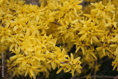 yellow flowers background, Forsythia flowers in front of with green grass and dark green bushes. Golden Bell, Border Forsythia (Forsythia x intermedia, europaea) blooming in spring garden bush