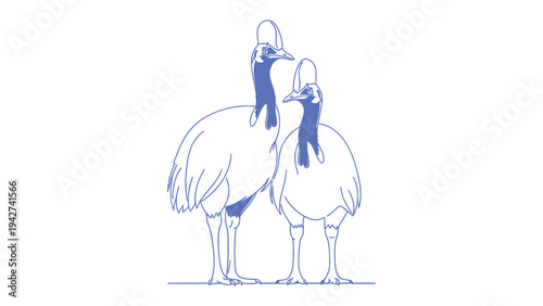 Cassowary illustration : A detailed illustration showcases two majestic cassowaries, emphasizing their unique appearance and stature.