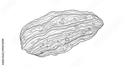 Detailed linear nut contour with wavy patterns for food and nature designs