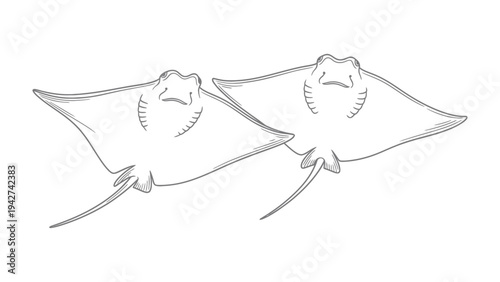 Graceful Rays in Sketch Form: A minimalist sketch of two majestic rays gliding through the tranquil ocean depths, their elegant forms captured in fine lines.