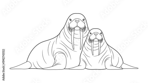 Majestic Walruses: A striking illustration of two impressive walruses, showcasing their unique tusks and impressive stature. The image captures the essence of these magnificent marine mammals.