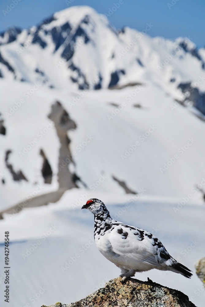 Obraz premium 立山縦走路から望むライチョウ（Rock ptarmigan）