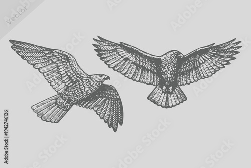realistic sketch kite bird in Vintage engraving style. Ink isolated kite bird set vector illustration. Eps 10