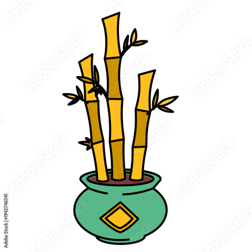 Chinese Lucky Bamboo Plant