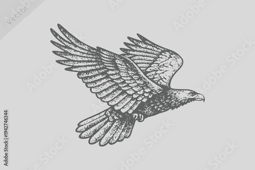 hand-drawn kite bird vector illustration. kite in engraved style. Vintage black sketch kite bird set. old engraving style, monochrome line art