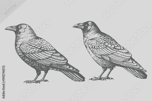 Vector collection of hand-drawn Crow bird illustrations in engraved style. Crow Bird background colibri tropical silhouette art.
