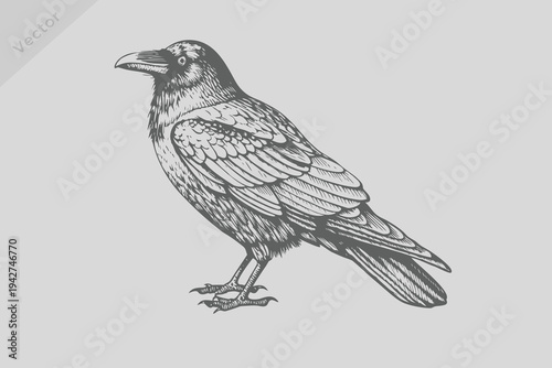 Vintage engraving isolated Crow bird set illustration ink humming sketch. Crow Bird background colibri tropical silhouette art.