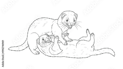 Playful Polecats in Ink: A dynamic sketch showcases two lively polecats in a moment of playful interaction, capturing the energy and joy of their spirited game. 