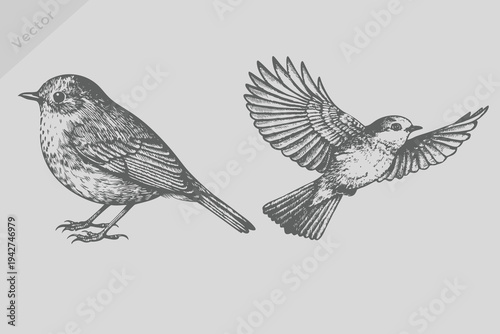 Vintage engraving isolated robin bird illustration. Retro flying robin bird vector.