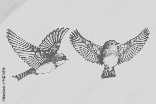 Realistic hand-drawn robin bird illustration. Robin in engraved style. Vintage black sketch robin birds set. 