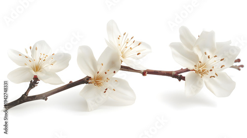 White cherry blossom branch isolated on white background, spring floral element for design. 