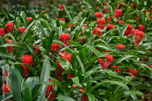 Dense carpet of flowering bromeliads