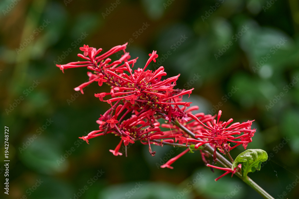 Fototapeta premium Red firespike flower in bloom