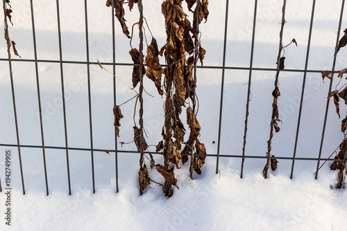 Konstfotografi Withered vines dramatically wrap around a frosty metal fence, starkly contrasting pristine white snow