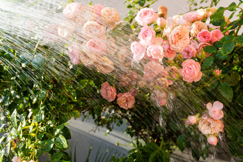 Fotografija Watering a pink rose bush in mid summer in a back yard,after a long hot and sunny day,England,UK