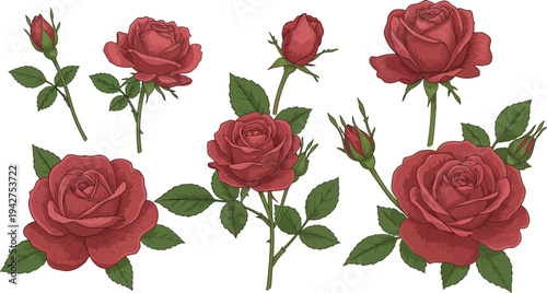 Crimson Blooms: Delicate illustrations of vibrant crimson roses in full bloom.